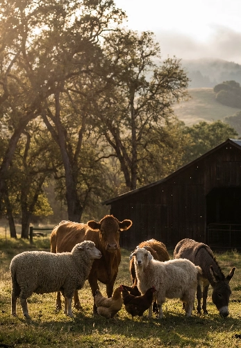 12간지 동물 이미지