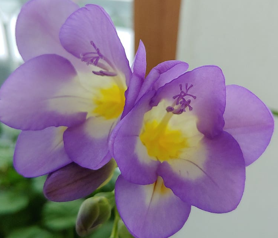 프리지아 키우기