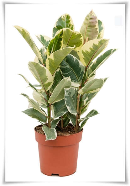 &quot;실내 공기정화에 좋은 식물 Best 10&quot; 공기정화 식물로 건강한 공간 만들기!