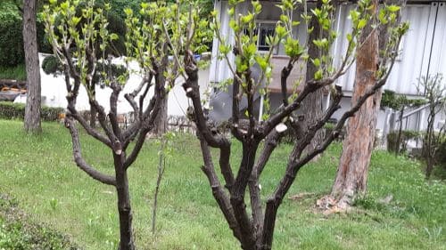 무궁화-전지전정-가지자르기