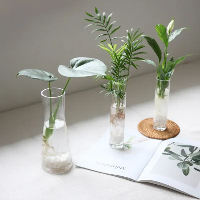 물에서 키우는 실내 식물 추천_4