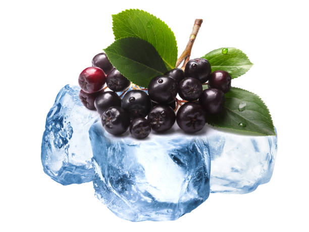 냉동 아로니아 vs 생과 뭐가 더 좋을까? 활용법과 미용효과