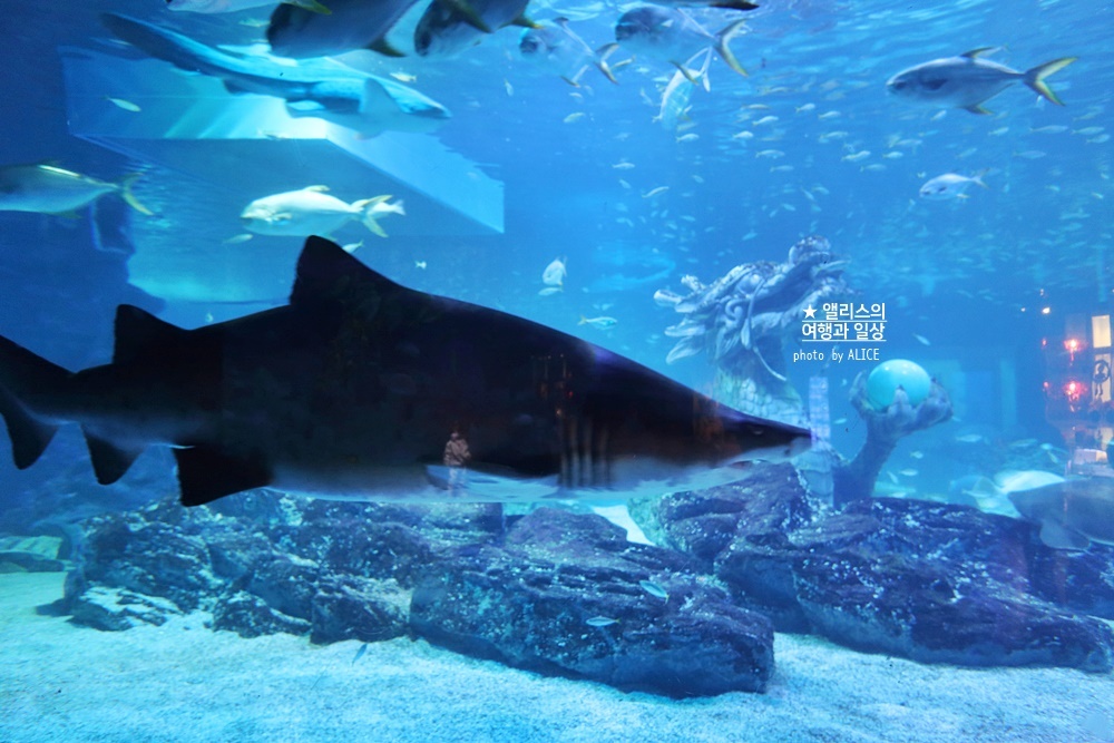 겨울 부산 아이들과 가볼만한곳 실내 추천 07