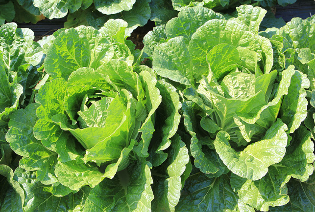 강원도-고랭지-절임배추-이미지