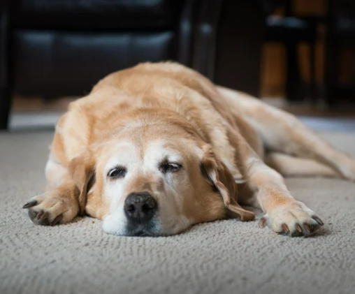 강아지 치매 증상 보호자가 알아야 할 관리법 총정리