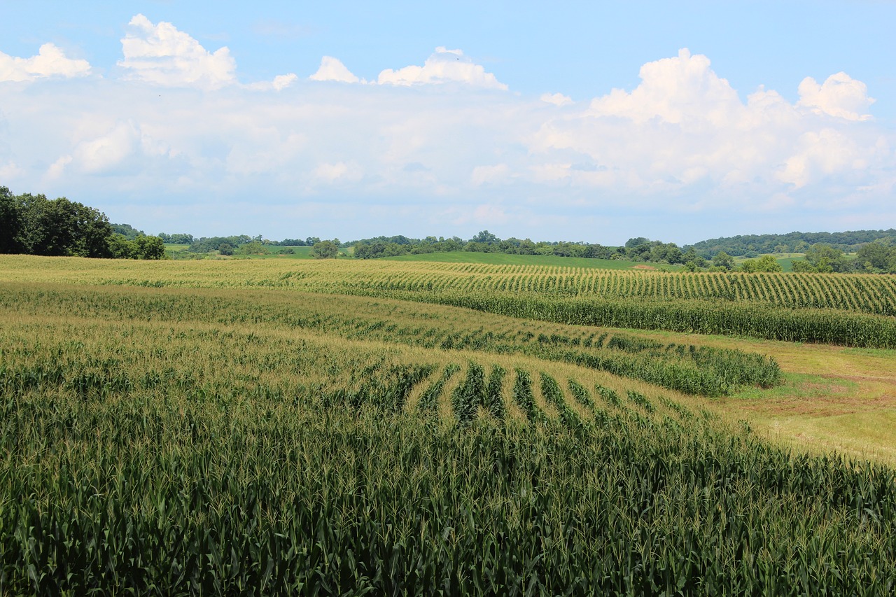 카카오뱅크 비상금대출
