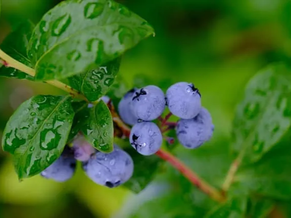 블루베리 장 건강에 도움