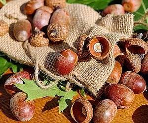 탄닌이 들어 있는 도토리는 소화에 좋은 음식입니다.