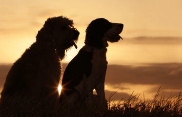 두 마리의 개의 실루엣.