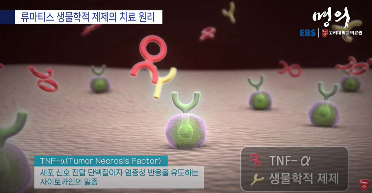 TNF-알파 : 사이토 카인의 일종