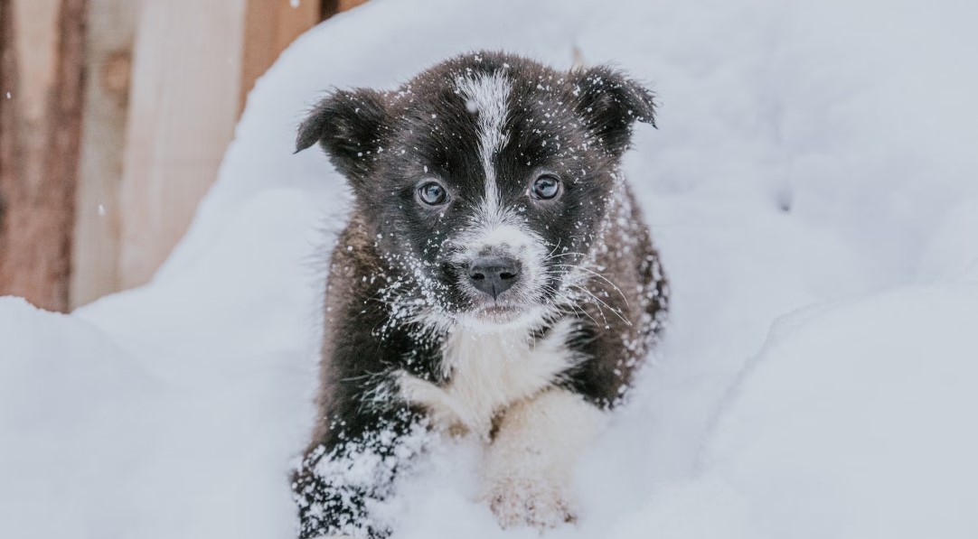 강아지 패드 관리 방법 관련 사진