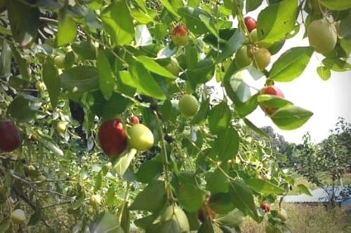 대추나무-묘목-심기-심는시기-식재시기