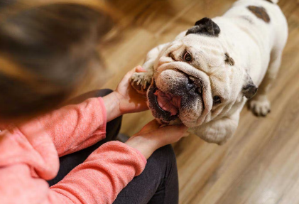 놀고있는 강아지