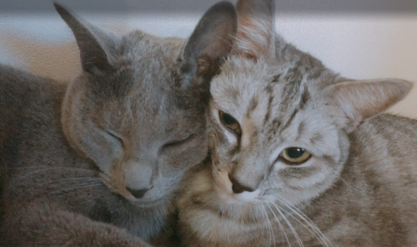 고양이-허공보는이유