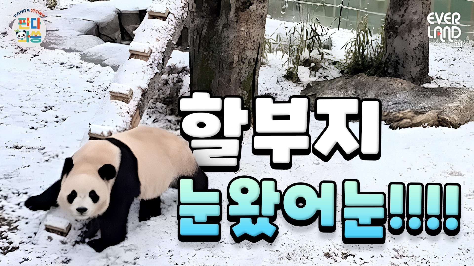 #EVENT 첫눈 오는 이런 오후에 루후에게 전화를 걸수만 있다면 기쁠텐데☃️ | #판다와쏭 #235 #이벤트