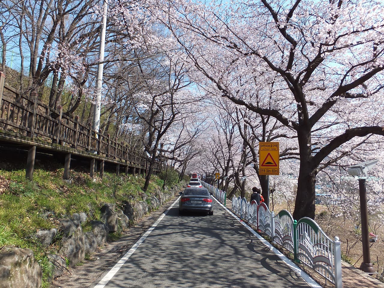 눈이 부신 벚꽃길