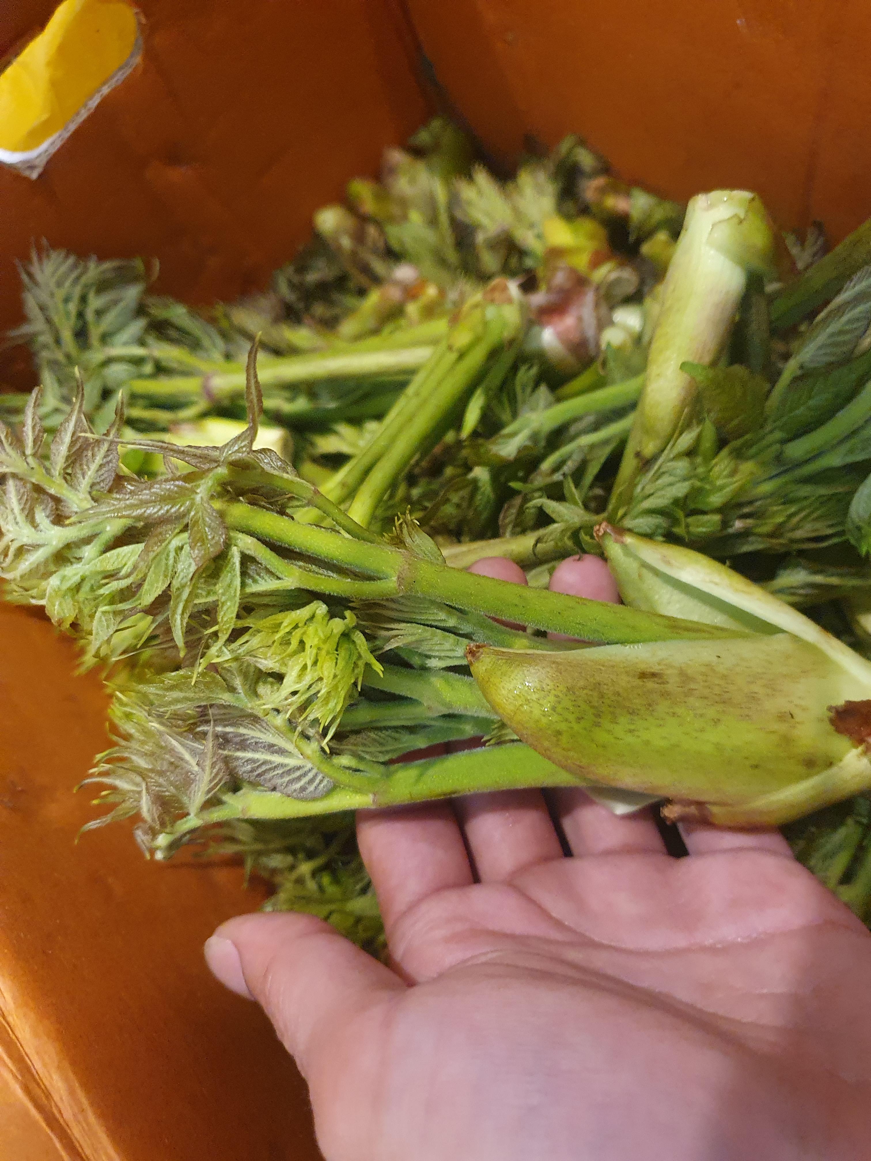 두릅 효능 가격 두릅 먹는 방법