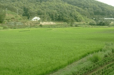 농지연금 장단점 조건 밭