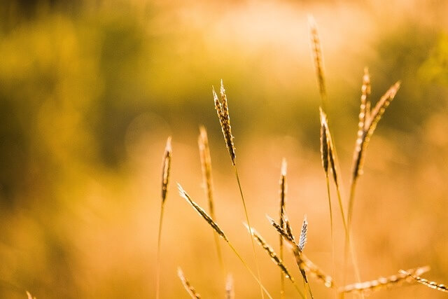 쓸쓸한 들판 풍경