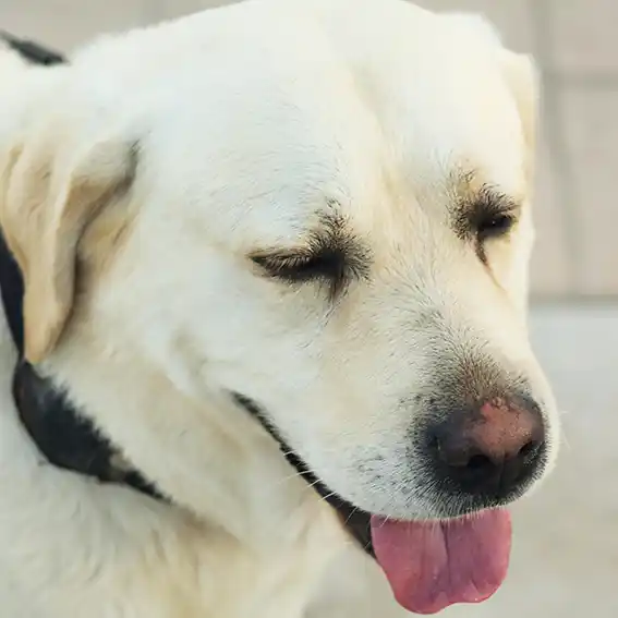 반려견 등록 여부 조회