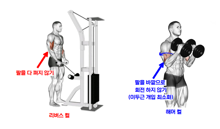 상완요골근 운동. 리버스컬&amp;#44; 해머컬