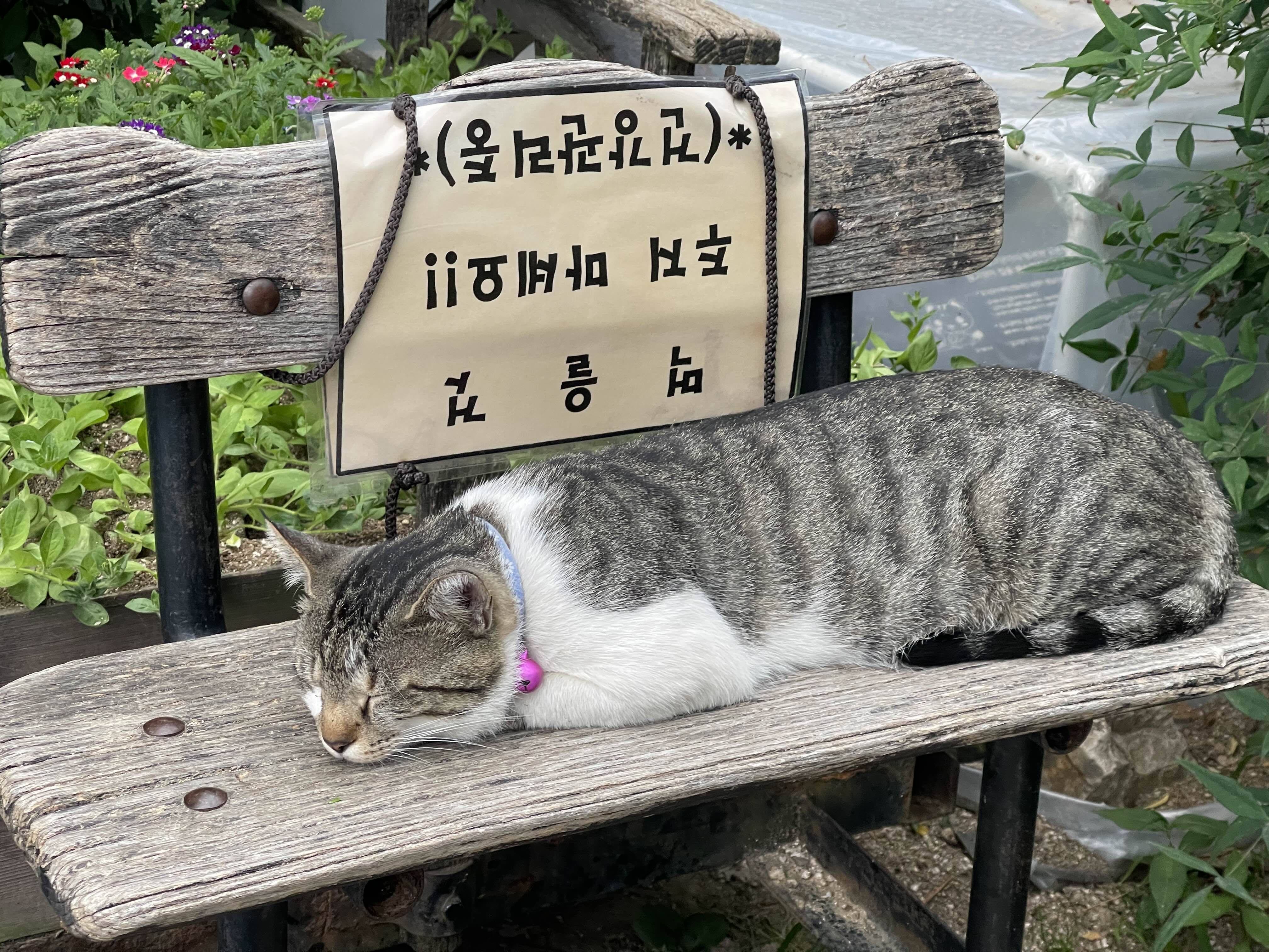 전주_한옥마을_고양이