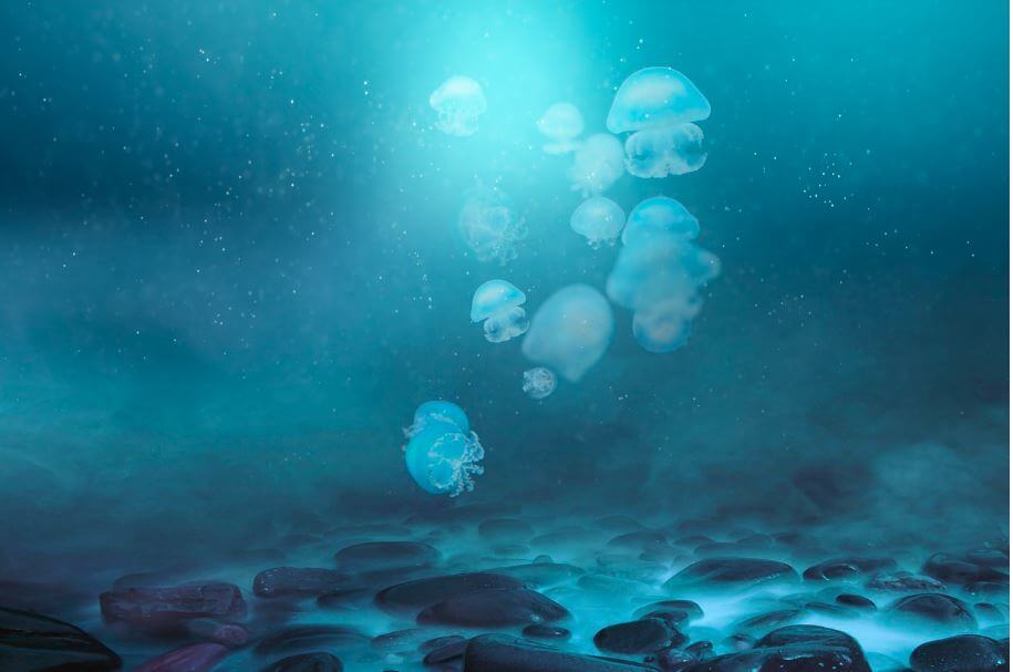 푸른 바다 속 해파리