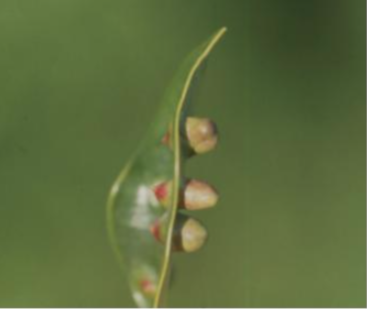 조록나무혹진딧물