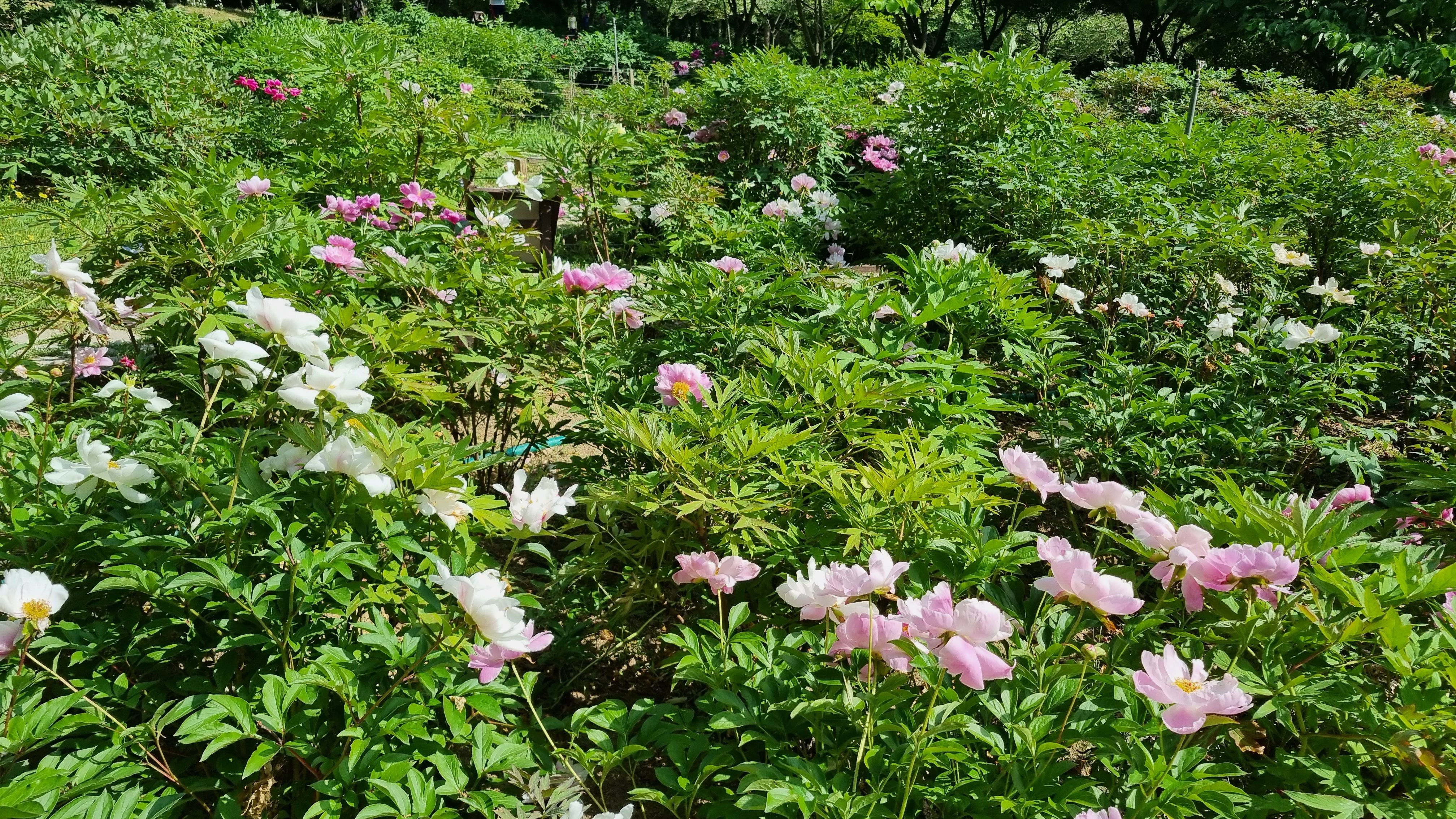 인천대공원 정원