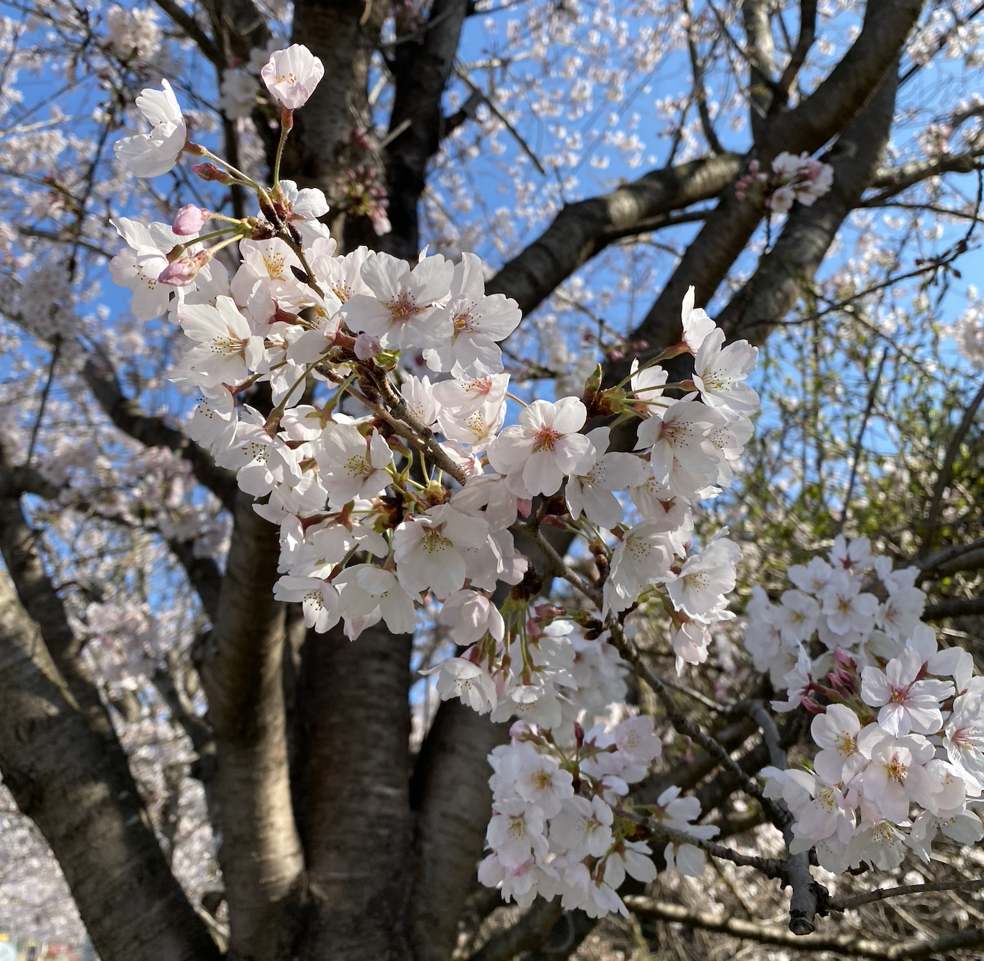 벚꽃 만개한 사진