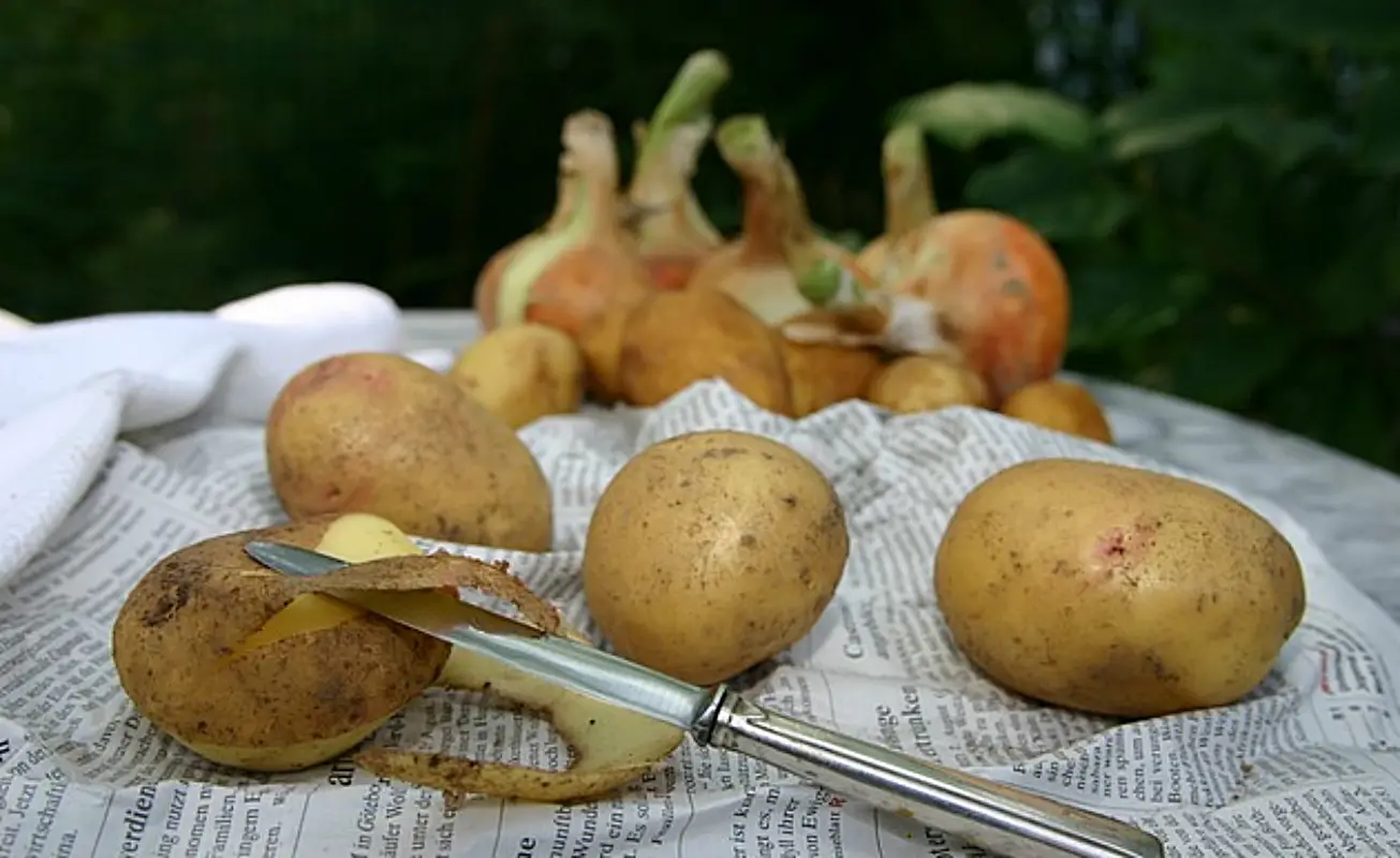 감자 냉동보관법
