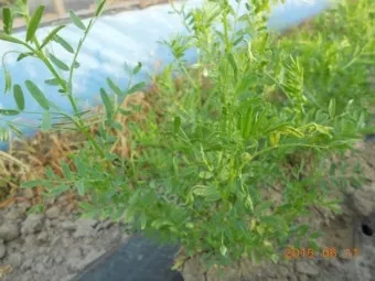 렌틸 재배 봄 파종 배수 확보 건조 수확_13