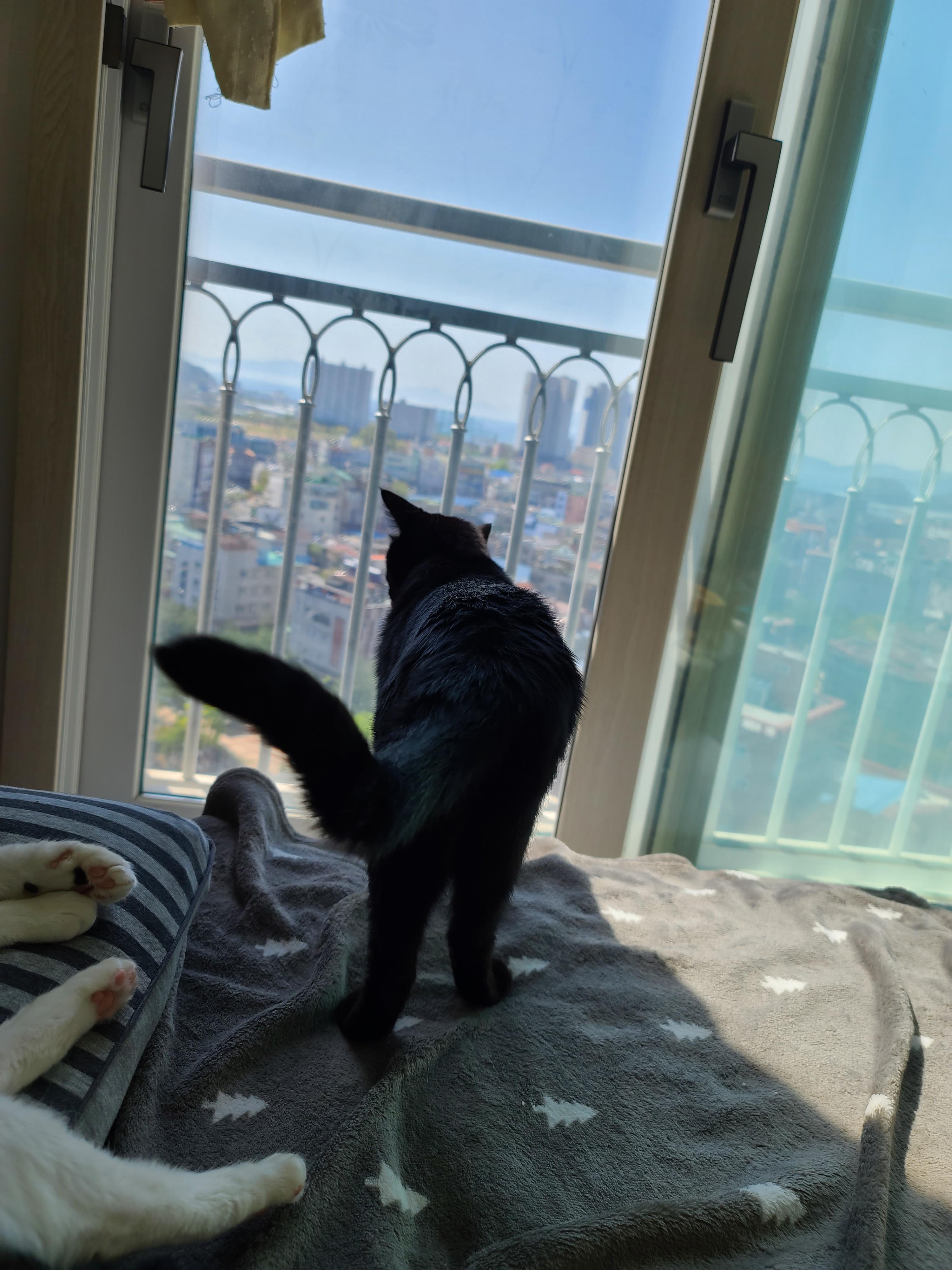 창밖구경을 좋아하는 고양이들의 낙상사고와 가출 예방을 위한 방묘창의 필요성.