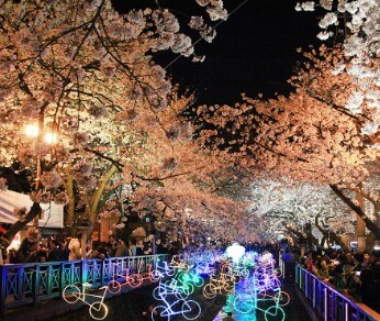 진해군항제 모습