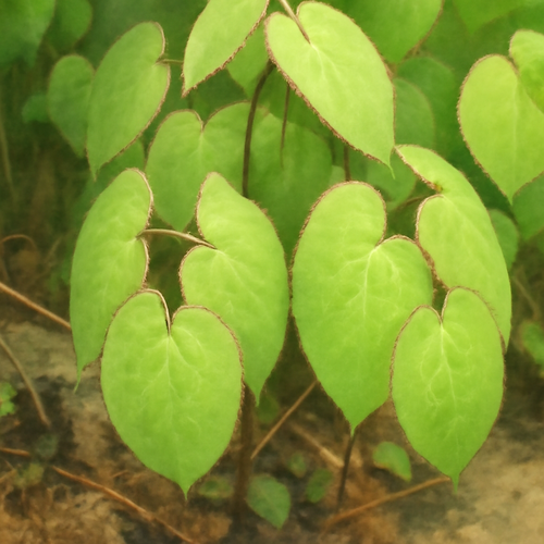 삼지구엽초-효능-먹는방법