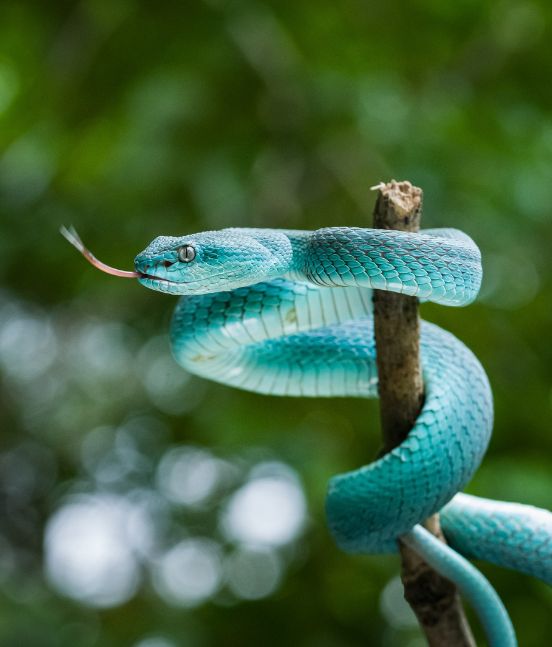 지혜와 힘을 지닌 신성한 뱀