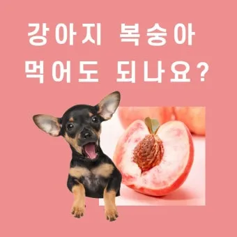 강아지 천도복숭아 먹어도 될까 안전한 급여 방법_8