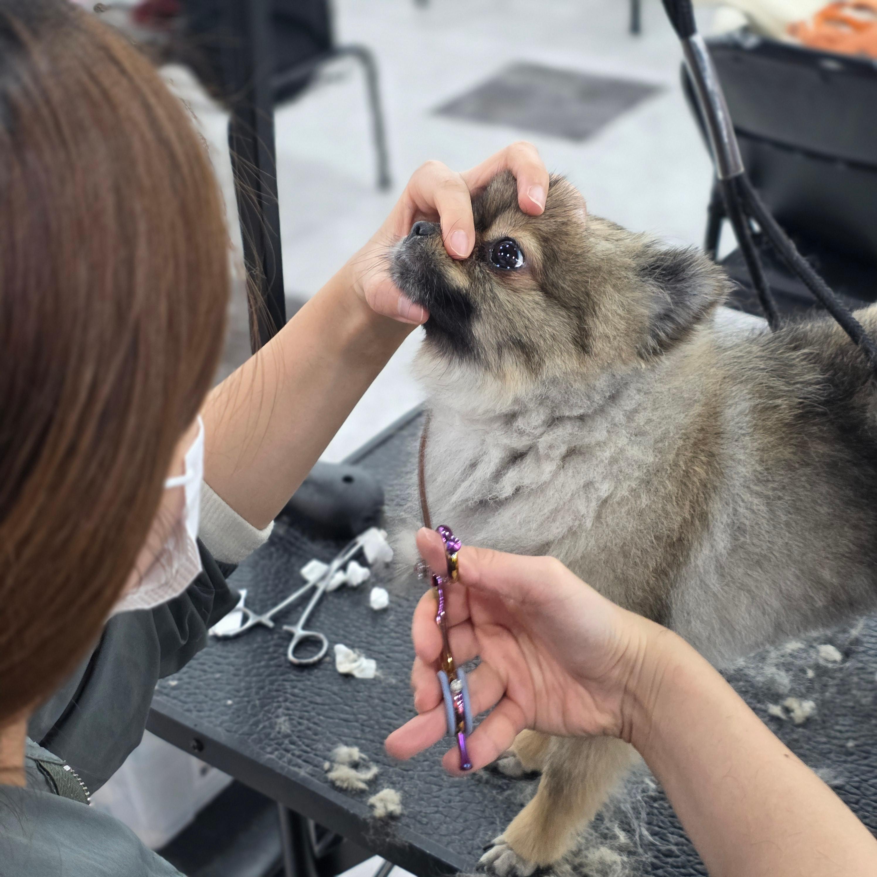 신림동애견미용학원