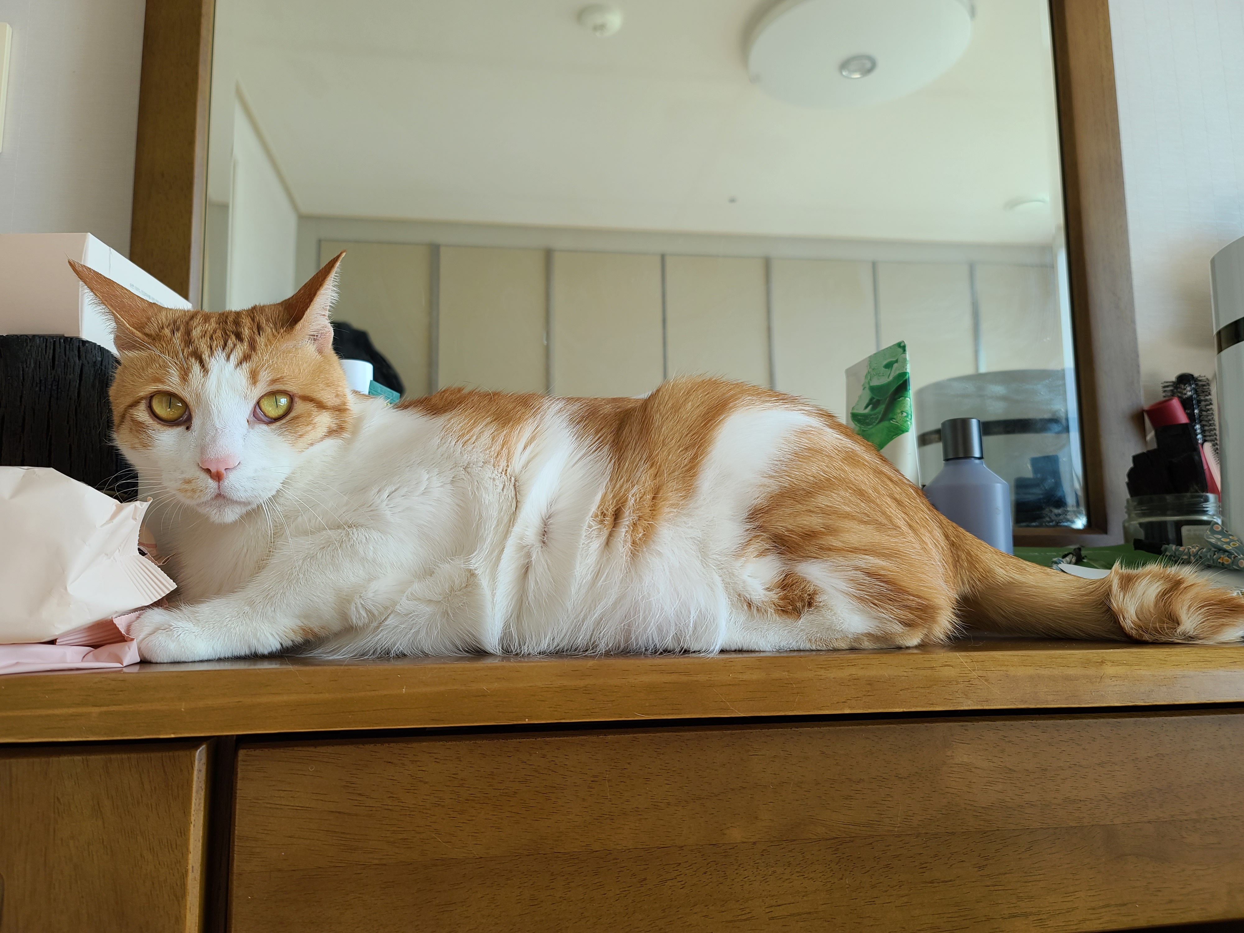 우리집 아홉냥이의 고양이 종류