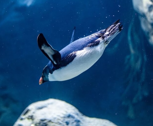 바다 속에서 수영하는 펭귄의 모습