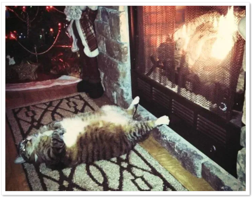 잠자는 고양이 3