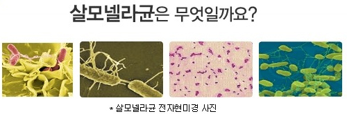 [여름철 살모넬라 식중독] 52% 발생! 달걀, 김밥 안전하게 먹는 법