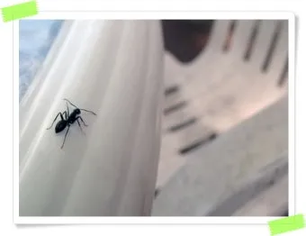해충 퇴치 개미 박멸 설탕과 베이킹소다 통로 차단_17