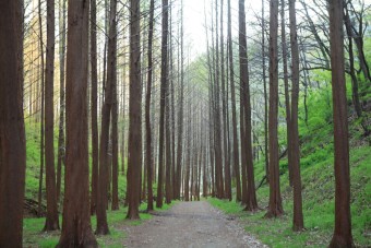 화인산림욕장 옥천 가볼만한곳 추천 명소 산책로 주차