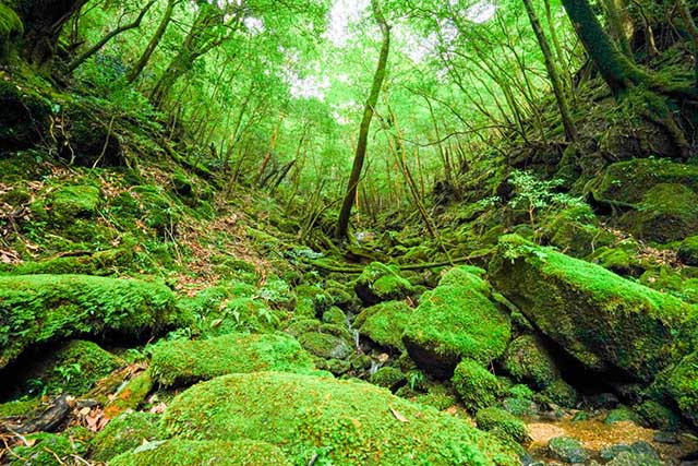 일본 야쿠시마(Yakushima) &ndash; 원시림 속에서 힐링하는 자연 여행