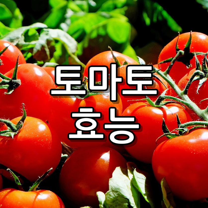 토마토 효능 5가지와 보관방법 라이코펜 효능까지