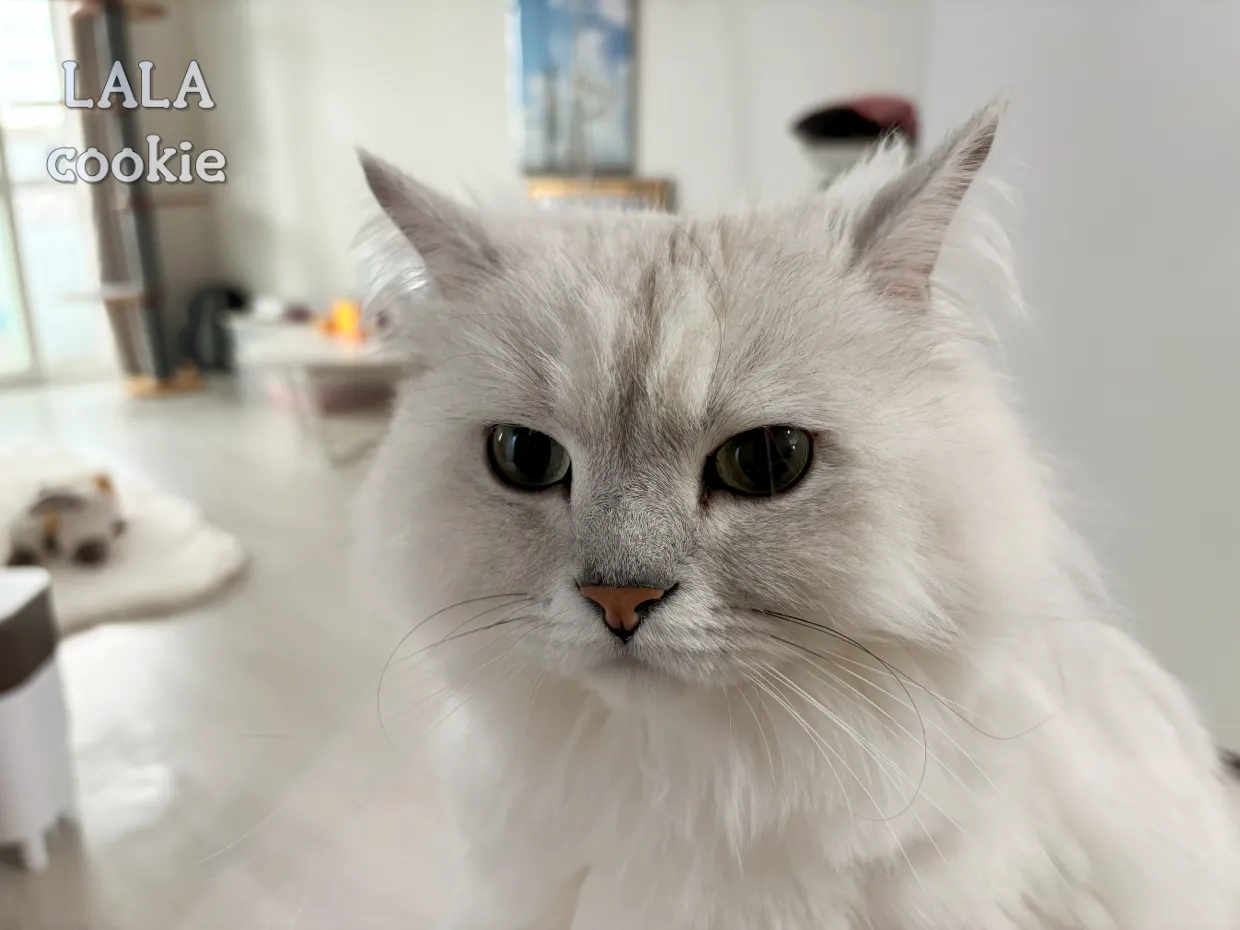 고양이-배변-실수-원인과-해결-방법