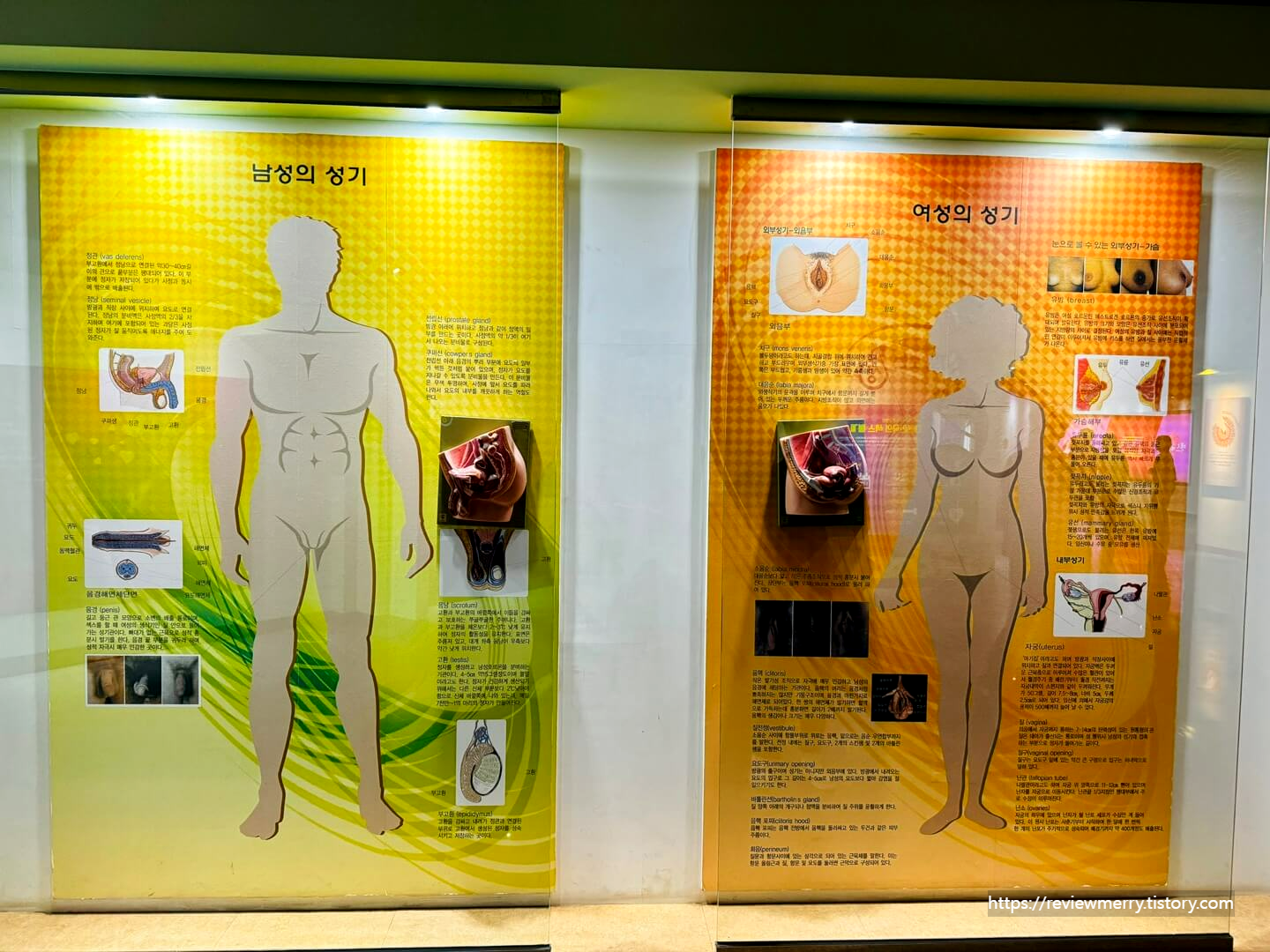 남녀 성기