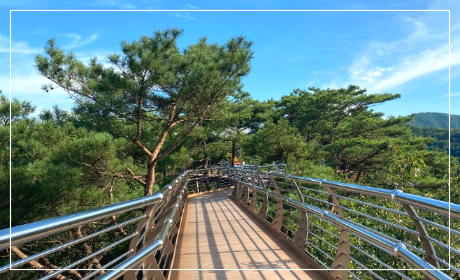 숲속 힐링 코스 데크 산책로