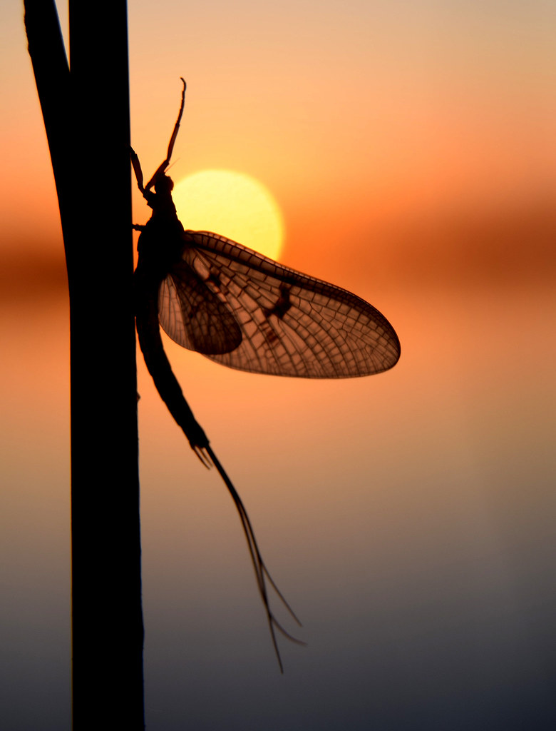 석양-하루살이